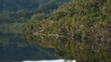 gordon nehre tasmania, Avustralya üzerinde ılıman yağmur ormanı görüntüsünü kaydırma