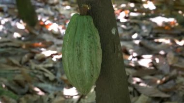 bir ağaç Ekvator üzerinde büyüyen bir yeşil kakao bakla yakın çekim