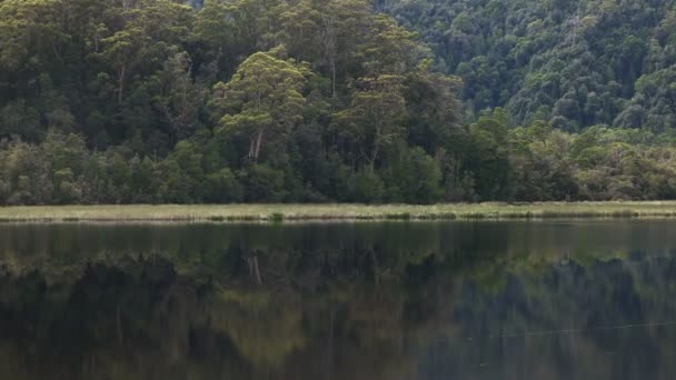 Kamerafahrt Eines Regenwaldbaums Ufer Des Gordon River Der Westküste Von — Stockvideo