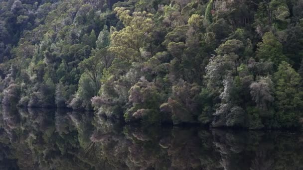 Primer Plano Selva Templada Que Crece Junto Río Gordon Costa — Vídeos de Stock