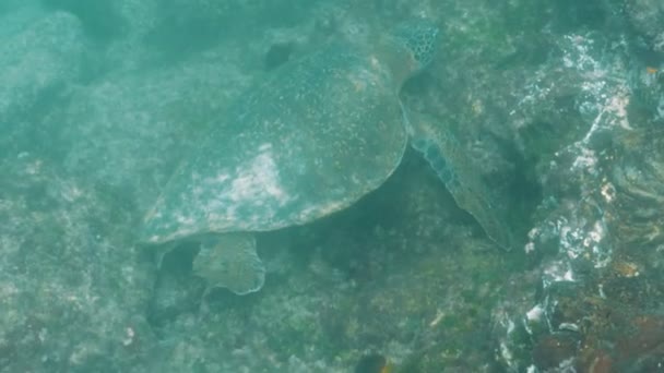 Eine Grüne Meeresschildkröte Bei Isla Santiago Auf Den Galapagos Inseln — Stockvideo