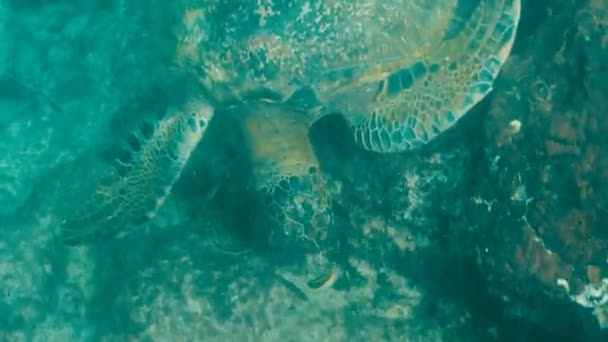 Высокий Угол Водой Вид Зеленой Морской Черепахи Кормящей Острове Сантьяго — стоковое видео