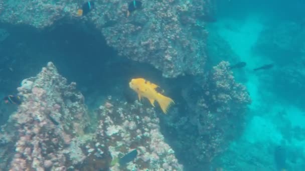 Unterwasseraufnahme Eines Harlekin Lippfisches Der Teufelskrone Der Nähe Der Isla — Stockvideo