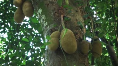 Jack yakın meyve, Dünya'nın en büyük meyve, rio de janeiro Botanik Bahçeleri, bir ağaçta büyüyen