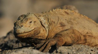 Isla santa fe galapagos Adaları üzerinde kahverengi renkli arazi iguana yakın çekim