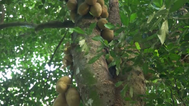 在里约热内卢的植物园里 世界上最大的水果 杰克水果的倾斜镜头 生长在一棵树上 — 图库视频影像