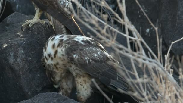 Juvenile Galapagos Hawk Feeds Carcass Isla Santa Galapagos — Stock Video