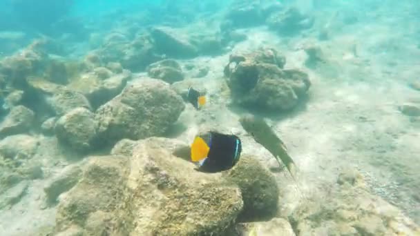 Onderwater Tracking Shot Van Een Koning Angelfish Isla Bartolome Galapagos — Stockvideo