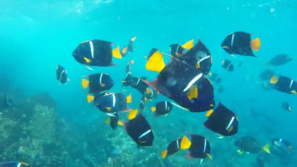 École Roi Angélique Couronne Diable Près Île Floreana Dans Les — Video