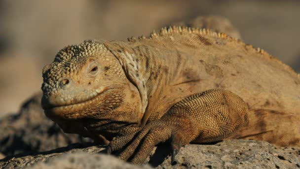 靠近一个棕色的土地蜥蜴在圣岛在加拉帕戈斯群岛 — 图库视频影像