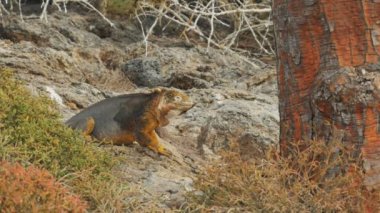 bir arazi iguana ve opuntia kaktüs ağaç gövdesi, galapagos Adaları, Ekvador'Güney plazalar görünümünü tarafında