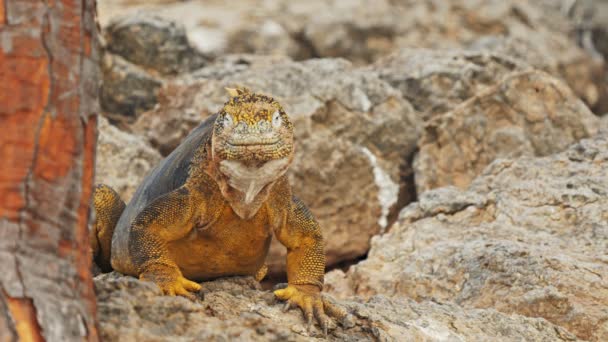 Zbliżenie Kolorowe Ziemi Iguana Podstawy Kaktusa Opuntia Sth Plaza Galapagos — Wideo stockowe