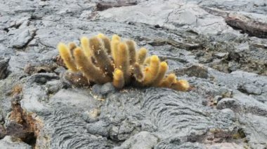 galapagos Adaları, Ekvador'Isla santiago üzerinde büyüyen bir lav kaktüs çekimde zoom