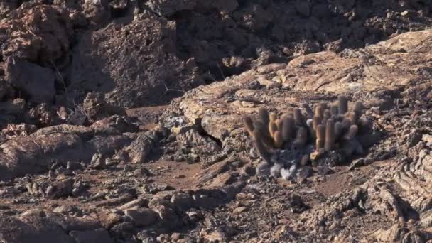 Panning Shot Lavă Cactus Creștere Pante Vulcanice Isla Bartolome Galapagos — Videoclip de stoc