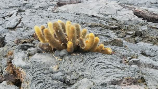 Zooma Skott Lava Kaktus Som Växer Isla Santiago Galapagosöarna Ecuador — Stockvideo