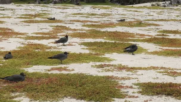 Mewy Lawy Zagnieżdżanie Plaży Isla Genovesa Wyspach Galapagos Ekwador — Wideo stockowe