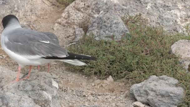 在加拉帕戈斯群岛上的广场上 熔岩海鸥拿起一块鹅卵石筑巢 — 图库视频影像