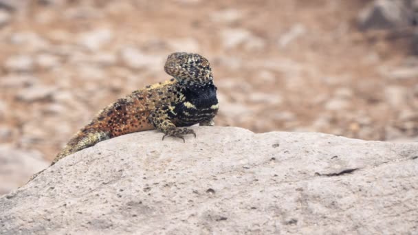 Slow Zoom Shot Lava Lizard Isla Espanola Galapagos — Stock Video
