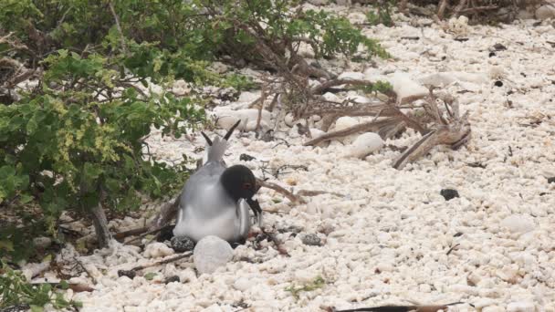 Een Volwassen Lava Meeuw Neigt Naar Haar Nest Isla Genovesa — Stockvideo