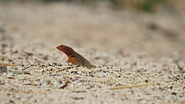 Lava Lizard Red Throat Beach Isla Espanola Galapagos Islands Ecuador — Stock Video