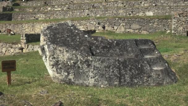 Tiro Longo Llama Alimentação Pedra Cerimonial Machu Picchu Peru — Vídeo de Stock