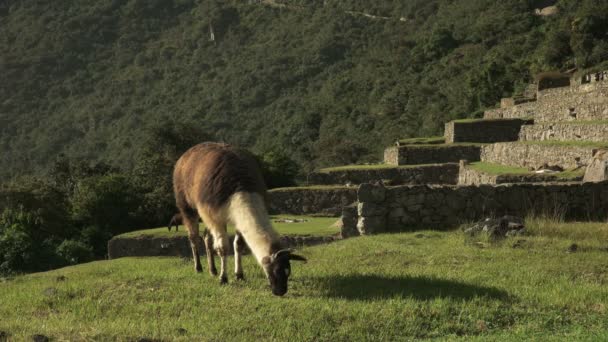 Tiro Ângulo Médio Lhama Marrom Branco Pastando Machu Picchu Peru — Vídeo de Stock