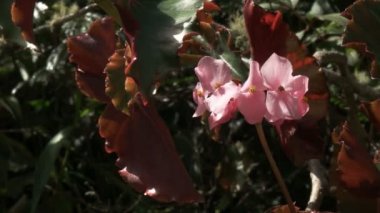 machu picchu, peru büyüyen bir pembe vahşi begonia çiçek yakın çekim
