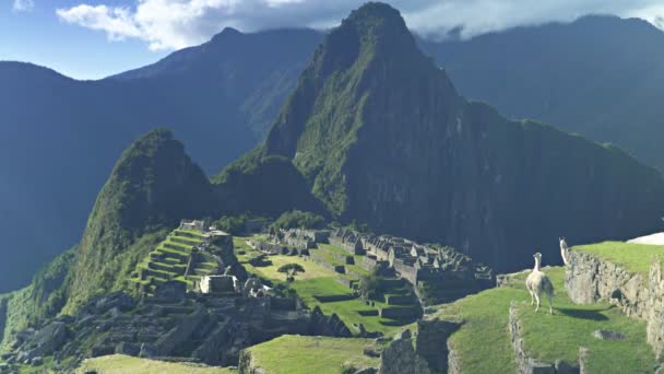 Láma Teraszon Machu Picchu Huayna Picchu Háttérben — Stock videók