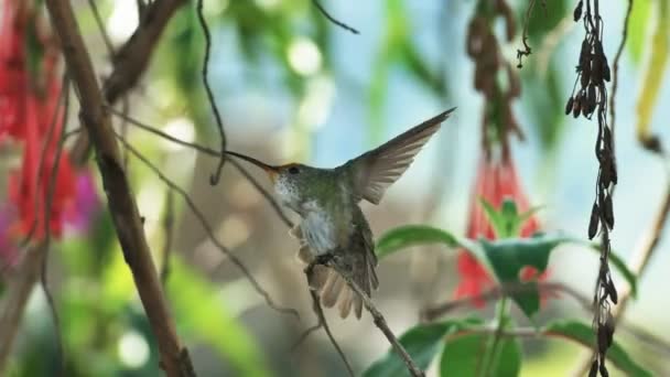 Grön Och Vit Kolibri Sträcker Sig Gren Machu Picchu Peru — Stockvideo