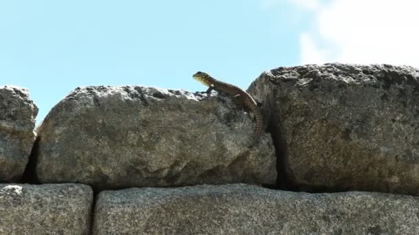 在秘鲁著名的失落的卡马丘比丘市 在墙上缓慢放大一只蜥蜴 — 图库视频影像