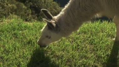 aşırı yakın çekim bir beslenme Lama machu picchu, peru, Başkanı