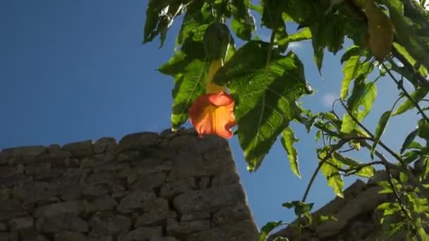 Una Flor Trompeta Ángel Naranja Iluminada Por Sol Pared Piedra — Vídeo de stock