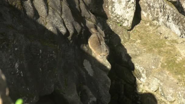 Machu Picchu Viscacha Ensolarando Scurries Para Segurança Seu Furo — Vídeo de Stock