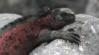 Isla espanola galapagos Adaları, Ekvador, kırmızı renkli deniz iguana yakın çekim