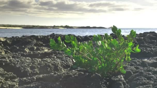 Мангровое Растение Растет Лаве Острове Санта Крус Галапагосских Островах — стоковое видео