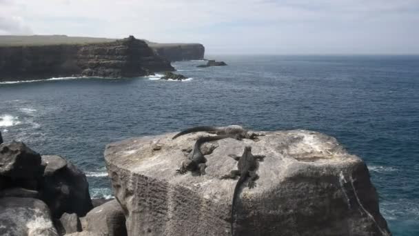 Широкоугольный Снимок Трех Морских Игуан Загорающих Скале Скалами Острова Эспаньола — стоковое видео