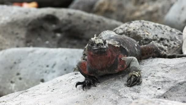 Marine Iguana Snorts Water Remove Excess Salt Its Nostrils Isla — Stock Video