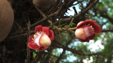 rio de Janeiro, Brezilya bir ağaçta büyüyen renkli top mermisi ağaç çiçek yakın çekim