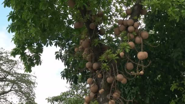 Nahaufnahme Des Ungewöhnlichen Kanonenkugelbaums Der Auf Einem Baum Rio Janeiro — Stockvideo