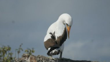 galapagos Adaları, Ekvador'Isla genovesa üzerinde israf nazca bubi