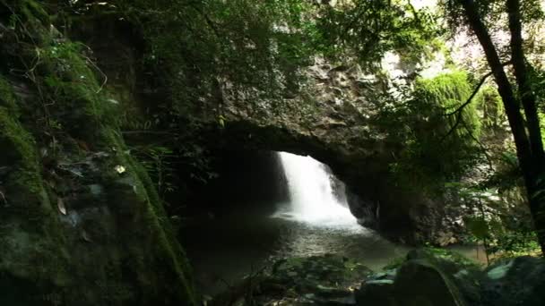 Panning Shot Ponte Naturale Torrente Foresta Pluviale Nel Parco Nazionale — Video Stock