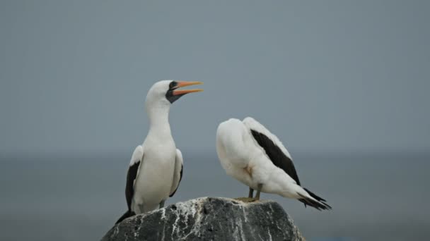 Egy Pár Tollászkodás Nazca Boobies Isla Espanola Galalagos Szigetek Ecuador — Stock videók