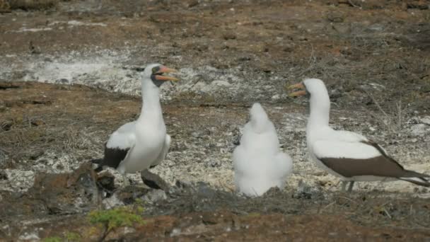 Close View Nazca Booby Parents Chick Isla Genovesa Galalagos Islands — Stock Video