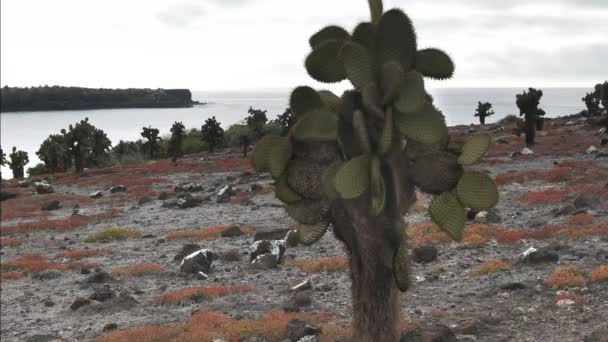 Penutupan Dari Opuntia Cactus Isla Sth Plaza Pulau Pulau Galapagos — Stok Video