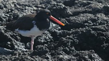 Isla santa cruz galapagos, Ekvator bölgesinde kumsalda bachas, Amerikan poyraz kuşugiller