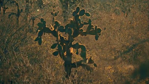 Nachmittags Sonnenbeschienener Opuntia Kaktus Auf Isla Santa Auf Den Galapagos — Stockvideo