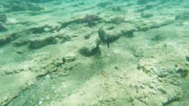 Prise Vue Sous Marine Poisson Déclencheur Orangé Isla Bartolome Dans — Video