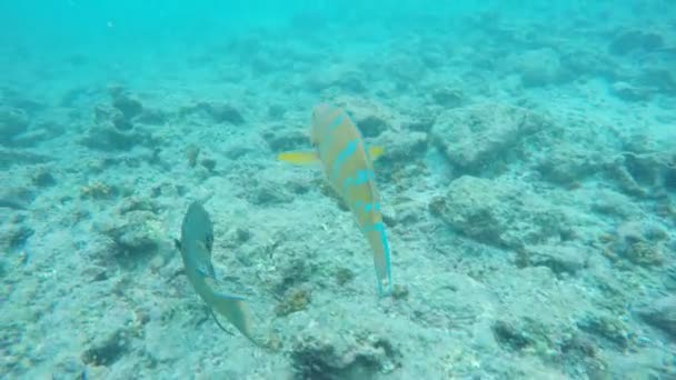 Een Blauw Kin Parrotfish Mexicaanse Hogfish Samen Zwemmen Devil Kroon — Stockvideo