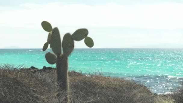 Pickly Peer Cactus Groeit Bachus Strand Isla Santa Cruz Galapagos — Stockvideo