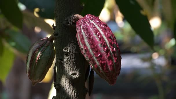 Primer Plano Coloridas Vainas Cacao Púrpura Creciendo Árbol Ecuador — Vídeo de stock